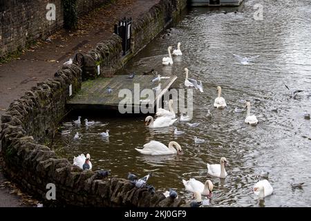 Windsor, Großbritannien. 24.. November 2022. Tragischerweise hat ein Ausbruch der Vogelgrippe die Windsor-Schwanenherde auf der Themse getroffen. In der letzten Woche wurden über 50 tote Schwäne von der örtlichen Schwanenrettungsorganisation Swan Support mitgenommen. Von den Handelsstandards wurden Schilder aufgestellt, die Einheimische und Besucher auffordern, die Schwäne oder andere wilde Vögel an der Themse nicht zu füttern. Leider ignorieren einige Menschen die Ratschläge und riskieren damit eine weitere Ausbreitung der Vogelgrippe, da sich die Schwäne alle zusammenfinden, wenn sie gefüttert werden. Kredit: Maureen McLean/Alamy Live News Stockfoto