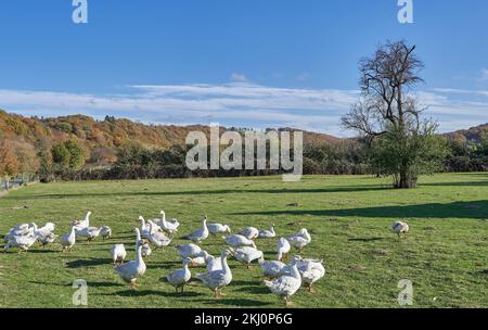 Eine Herde Gänse, die auf Weihnachten im Herbst warten, Bergisches Land, Deutschland Stockfoto