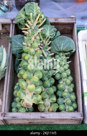 Rosenkohl auf dem Stiel im Verkauf an einem Gemüsestall, Großbritannien Stockfoto