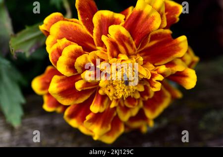 Insekten werden aufgrund der Süße ihres Nektars von Natur aus von Blumen angezogen Stockfoto