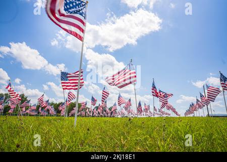 Eine Gruppe von Dutzenden von amerikanischen Sternen, die in den USA in einem grünen Feld mit blauem Himmel und Wolken winken. Stockfoto