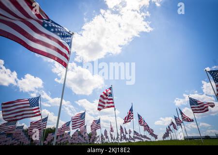 Eine Gruppe von Dutzenden von amerikanischen Sternen, die in den USA in einem grünen Feld mit blauem Himmel und Wolken winken. Stockfoto