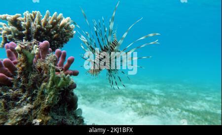 Löwenfische im Roten Meer. Löwenfische im Roten Meer auf der Jagd nach Nahrung in klarem blauem Wasser. Stockfoto