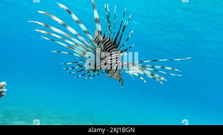 Löwenfische im Roten Meer. Löwenfische im Roten Meer auf der Jagd nach Nahrung in klarem blauem Wasser. Stockfoto