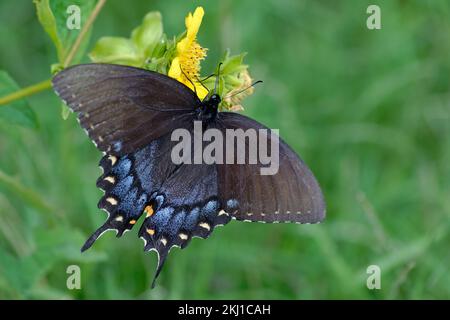 Weibliche Eastern Tiger Swallowtail Butterfly Stockfoto