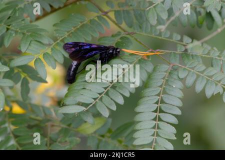 Orgelpfeife Schlamm Dauber Stockfoto