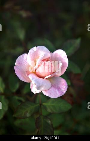 Blassrosa chinesische Rose in Blüte aus der Nähe gesehen Stockfoto