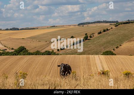 Eine Kuh in der Sussex-Landschaft, an einem heißen Sommertag Stockfoto