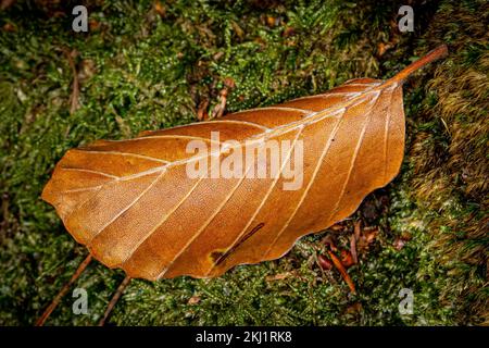 Eine Nahaufnahme eines einzelnen gefallenen Blattes im Herbst Stockfoto