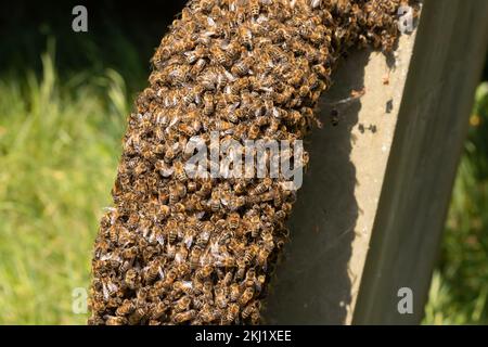 Honigbiene (APIs mellifera) schwärmt auf Grabstein. Sussex, Großbritannien. Stockfoto