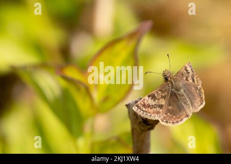 Schmuddeliger Skipper (Erynnis tages), der auf Dogwood ruht. Sussex, Großbritannien. Stockfoto