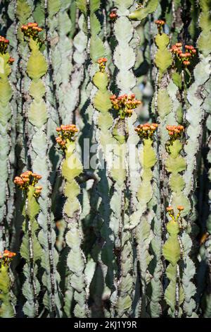 Blühende Euphorbia griseola-Nahaufnahme der Kaktusäste. Hwange-Nationalpark, Simbabwe Stockfoto