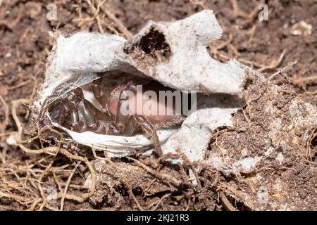 Portemonnaie (Atypus affinis) weiblich im Netz. Sussex, Großbritannien. Stockfoto