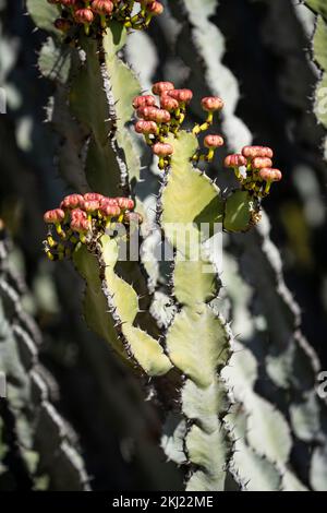 Blühende Euphorbia griseola-Nahaufnahme der Kaktusäste. Hwange-Nationalpark, Simbabwe Stockfoto