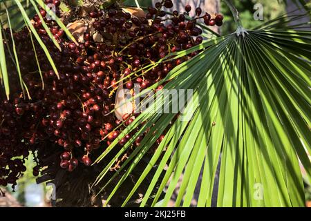 Reife Daten auf der Pflanze aus nächster Nähe gesehen Stockfoto