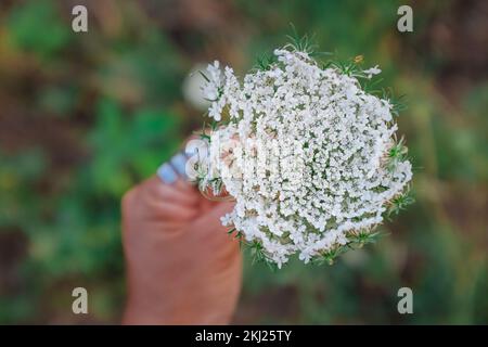 Mit der Hand halten Sie weiße europäische wilde Karotte. Draufsicht auf Daucus Carota. Nahaufnahme von Queen Annes Spitze. Halt an und rieche die Blumen. Natur, Sommerhintergrund Stockfoto