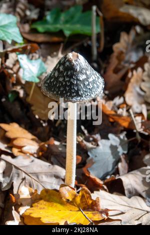 Elster-Tintendeckelpilz unter herbstfarbenen Blättern Stockfoto