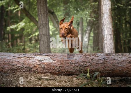 Sprizsla - Vizsla mit heller Fawn-Farbe springt über einen umgestürzten Baum im Wald Stockfoto