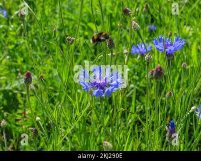 Bienen fliegen über leuchtend blaue Blumen der Maisblume, auch bekannt als Junggesellen-Knopf Stockfoto