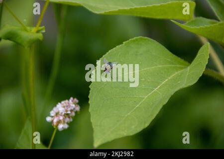 Gewöhnliche grüne Flaschenfliege, die auf dem Blatt einer Sonnenblume mit einem unscharfen grünen Hintergrund ruht Stockfoto