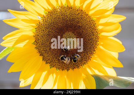 Nahaufnahme von drei Hummeln, die Pollen von einer leuchtend gelben Sonnenblume sammeln Stockfoto