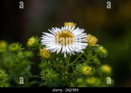 Hübscher weißer Panicle-Aster mit weißen Blütenblättern und gelber Mitte Stockfoto