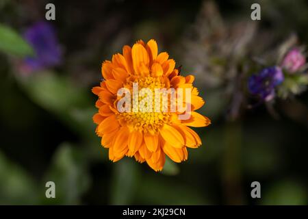 Leuchtend orangefarbene Blüte der Ringelblume officinalis Stockfoto