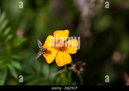 Der Schwebeflug des Migranten ruht auf einer leuchtend orangefarbenen Marigold-Blume mit unscharfem grünen Hintergrund Stockfoto