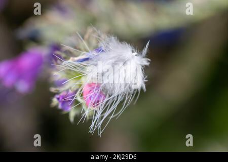 Hübsche weiße Vogelfeder auf hübschen blauen und rosa Blumen von Viper Bugloss Echium Vulgare mit einem verschwommenen Hintergrund Stockfoto