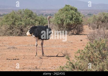 Somalischer Strauß (Struthio molybdophanes), ausgewachsener Mann Stockfoto