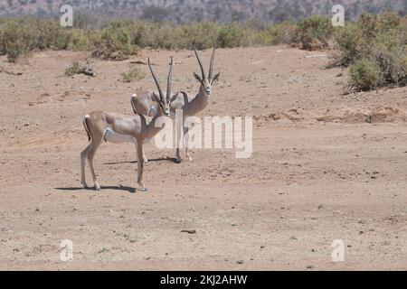 Grant es Gazelle (Gazella Granti) Stockfoto
