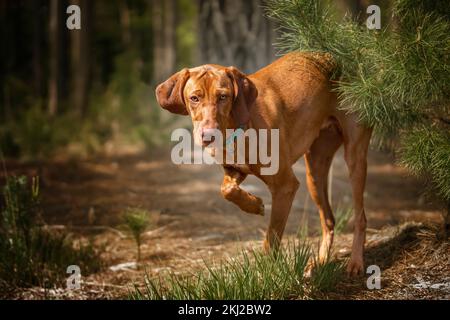 Sprizsla - Vizsla mit hellem Fawn, der den Wald mit einer Pfote erkunden kann Stockfoto