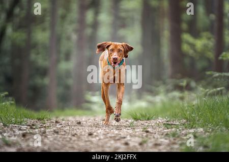 Sprizsla - helle Wiesenfarbe Vizsla, die im Wald direkt auf die Kamera zugeht Stockfoto