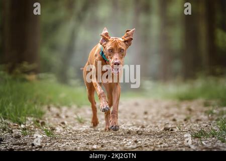Sprizsla - helle Wiesenfarbe Vizsla, die im Wald direkt auf die Kamera zugeht Stockfoto