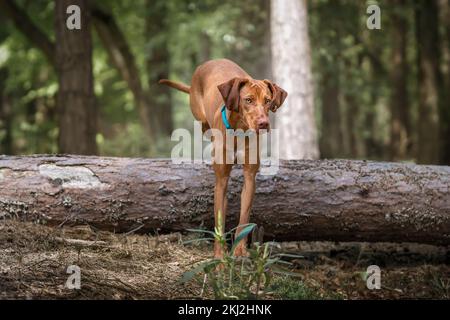 Sprizsla - Vizsla mit heller Fawn-Farbe springt über einen umgestürzten Baum im Wald Stockfoto