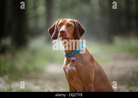 Sprizsla - helle Wieselfarbe Vizsla, aufrecht sitzend und im Wald an der Kamera vorbeischauend Stockfoto