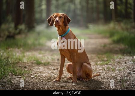 Sprizsla - helle Wieselfarbe Vizsla, aufrecht sitzend und im Wald an der Kamera vorbeischauend Stockfoto
