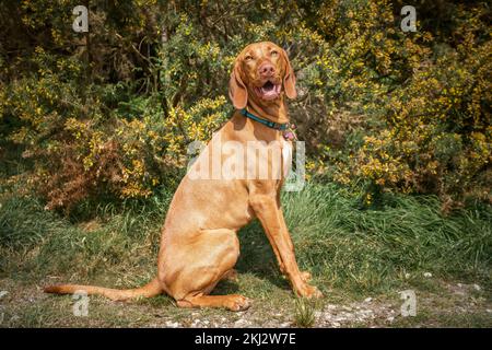 Sprizsla - helle Fawn-Farbe Vizsla schaut in die Kamera mit einem fröhlichen Gesicht im Wald Stockfoto