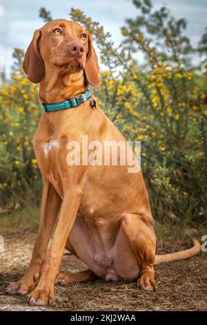 Sprizsla - helle Wieselfarbe Vizsla, aufrecht sitzend und im Wald an der Kamera vorbeischauend Stockfoto