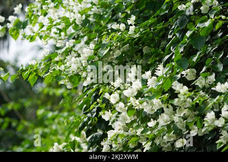 Nahaufnahme von weißen Bougainvillea-Blumen, tropischen Bougainvillea-Blüten, weißen blühenden Bougainvillea-Blüten im Garten oder White Pape Stockfoto