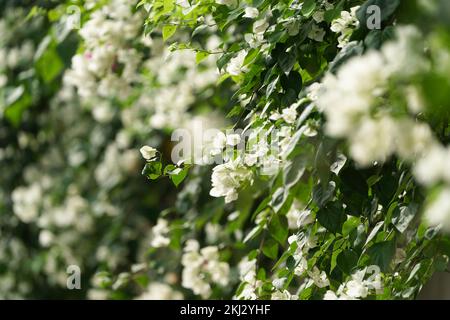 Nahaufnahme von weißen Bougainvillea-Blumen, tropischen Bougainvillea-Blüten, weißen blühenden Bougainvillea-Blüten im Garten oder White Pape Stockfoto
