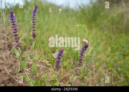 Violette Blüten von Waldsalbei, Salbei mit Schmetterling im Garten. Sommer und Frühling. Stockfoto