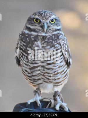 Die Burrowing Owl (Athen cunicularia) ist eine kleine Eule, die in Nord- und Südamerika zu finden ist Stockfoto