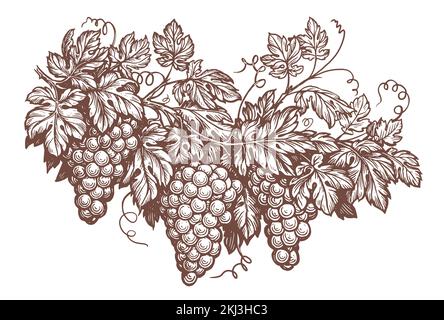 Handgezeichneter monochromer Zweig der Weinrebe mit Blättern, Gravurvektordarstellung. Konzept der Weinherstellung Vintage Stock Vektor