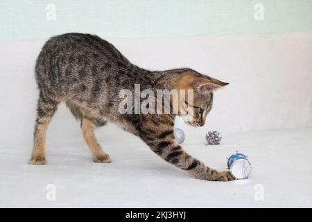 Graue Katze, die mit Weihnachtsdekoration spielt Stockfoto