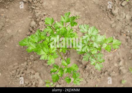 Flache Petersilie. Petroselinum crispum. Petersilienblätter. Grüne Blätter. Petersilie wächst im Garten Stockfoto