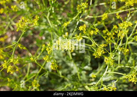 Gelbe Blüten von Patrinia scabiosifolia im Garten. Sommer und Frühling. Stockfoto