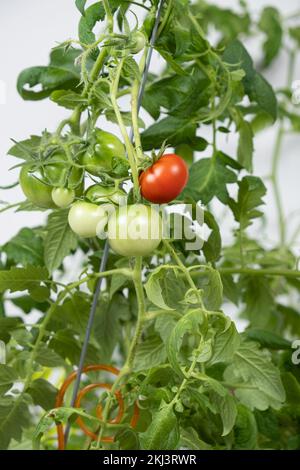 Tomaten aus Samen wachsen lassen, Schritt für Schritt. Schritt 13 – reife Tomaten Stockfoto