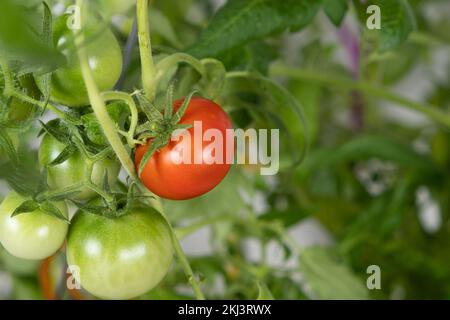 Tomaten aus Samen wachsen lassen, Schritt für Schritt. Schritt 13 – reife Tomaten Stockfoto