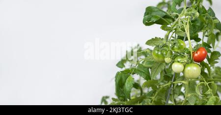 Tomaten aus Samen wachsen lassen, Schritt für Schritt. Schritt 13 – reife Tomaten Stockfoto
